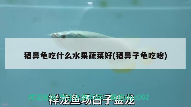 猪鼻龟吃什么水果蔬菜好(猪鼻子龟吃啥)