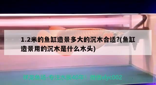 1.2米的鱼缸造景多大的沉木合适?(鱼缸造景用的沉木是什么木头) 鱼缸风水