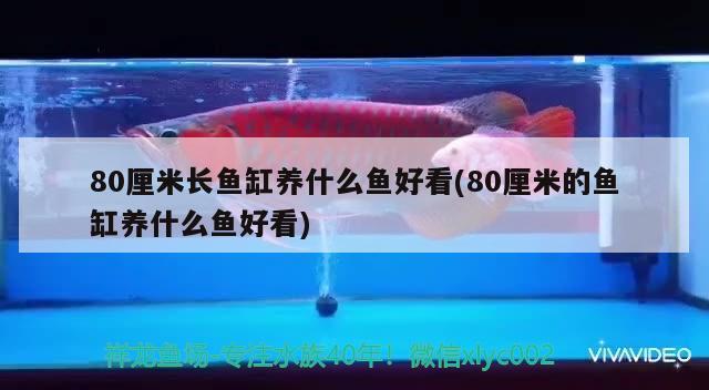 80厘米长鱼缸养什么鱼好看(80厘米的鱼缸养什么鱼好看) 其它水族用具设备