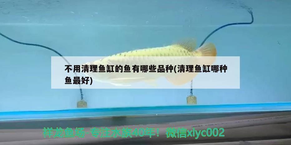 不用清理鱼缸的鱼有哪些品种(清理鱼缸哪种鱼最好) 奈及利亚红圆点狗头