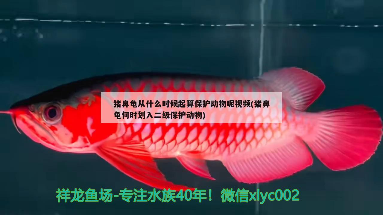 猪鼻龟从什么时候起算保护动物呢视频(猪鼻龟何时划入二级保护动物) 猪鼻龟