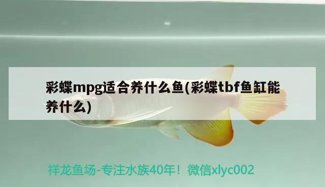 彩蝶mpg适合养什么鱼(彩蝶tbf鱼缸能养什么) 魟鱼百科