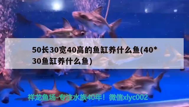 50长30宽40高的鱼缸养什么鱼(40*30鱼缸养什么鱼)