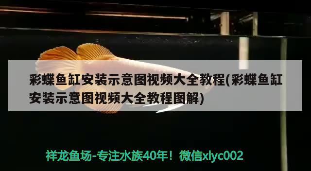 彩蝶鱼缸安装示意图视频大全教程(彩蝶鱼缸安装示意图视频大全教程图解) 除藻剂