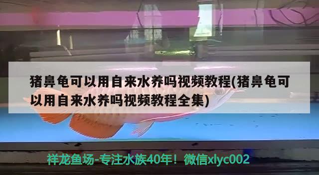 猪鼻龟可以用自来水养吗视频教程(猪鼻龟可以用自来水养吗视频教程全集)