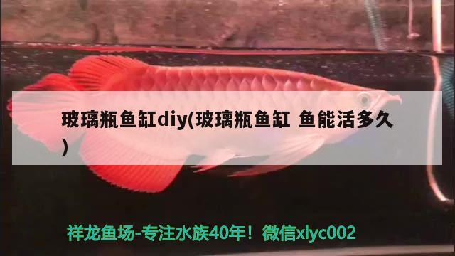 玻璃瓶鱼缸diy(玻璃瓶鱼缸鱼能活多久) 印尼小红龙