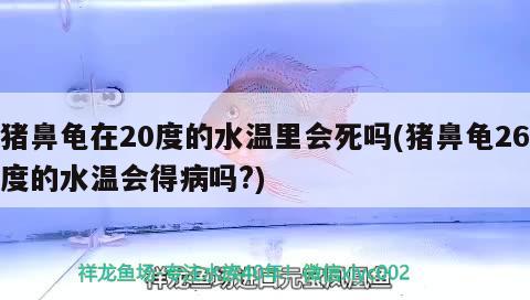 猪鼻龟在20度的水温里会死吗(猪鼻龟26度的水温会得病吗?) 猪鼻龟 第2张