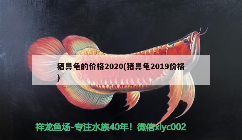 猪鼻龟的价格2020(猪鼻龟2019价格) 猪鼻龟