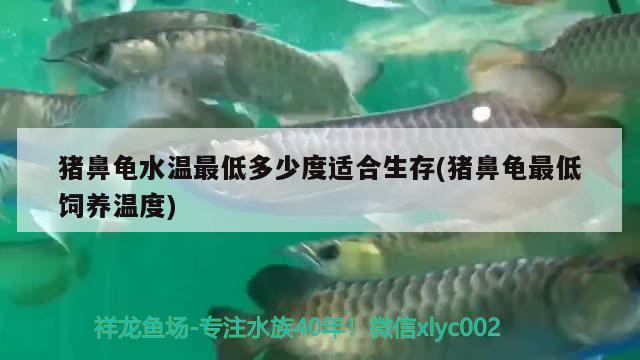 猪鼻龟水温最低多少度适合生存(猪鼻龟最低饲养温度) 猪鼻龟