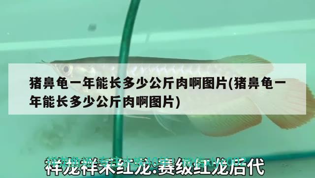 猪鼻龟一年能长多少公斤肉啊图片(猪鼻龟一年能长多少公斤肉啊图片)