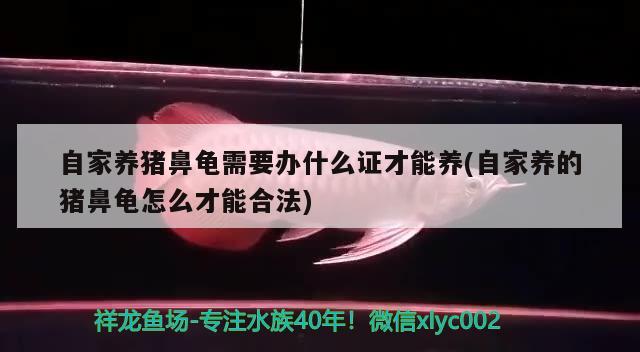 自家养猪鼻龟需要办什么证才能养(自家养的猪鼻龟怎么才能合法) 猪鼻龟