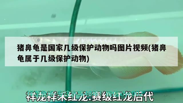 猪鼻龟是国家几级保护动物吗图片视频(猪鼻龟属于几级保护动物)