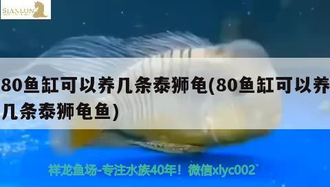 80鱼缸可以养几条泰狮龟(80鱼缸可以养几条泰狮龟鱼)