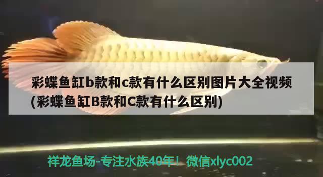 彩蝶鱼缸b款和c款有什么区别图片大全视频(彩蝶鱼缸B款和C款有什么区别) 蝴蝶鲤