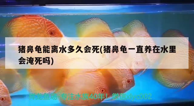 猪鼻龟能离水多久会死(猪鼻龟一直养在水里会淹死吗) 猪鼻龟