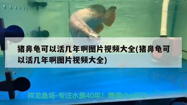 猪鼻龟可以活几年啊图片视频大全(猪鼻龟可以活几年啊图片视频大全) 猪鼻龟