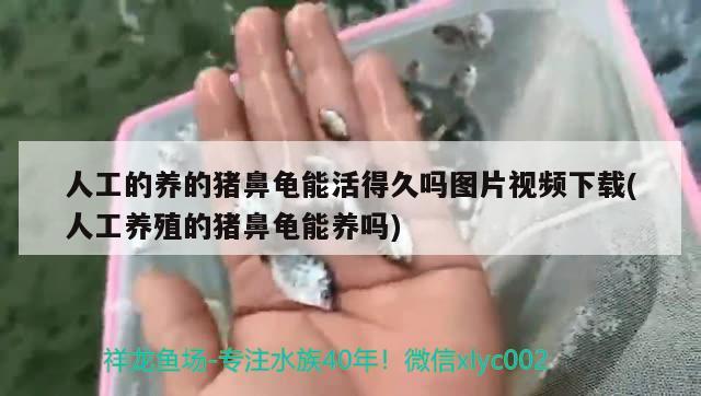 人工的养的猪鼻龟能活得久吗图片视频下载(人工养殖的猪鼻龟能养吗) 猪鼻龟