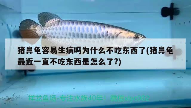 猪鼻龟容易生病吗为什么不吃东西了(猪鼻龟最近一直不吃东西是怎么了?) 猪鼻龟