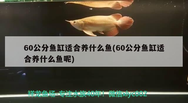 60公分鱼缸适合养什么鱼(60公分鱼缸适合养什么鱼呢)