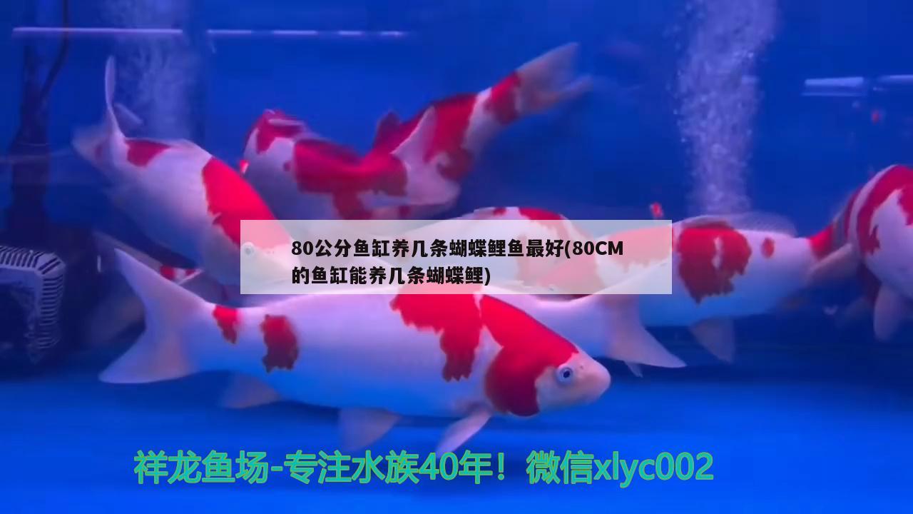 80公分鱼缸养几条蝴蝶鲤鱼最好(80CM的鱼缸能养几条蝴蝶鲤) 蝴蝶鲤