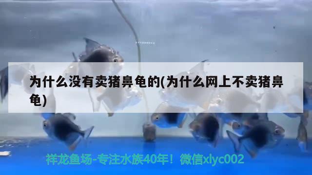 为什么没有卖猪鼻龟的(为什么网上不卖猪鼻龟)