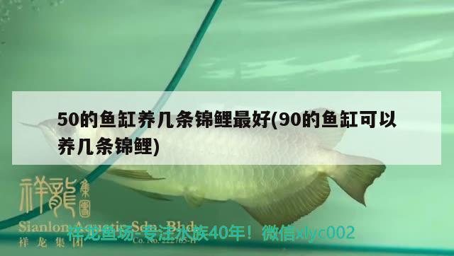 50的鱼缸养几条锦鲤最好(90的鱼缸可以养几条锦鲤) 黄金达摩鱼