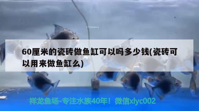 60厘米的瓷砖做鱼缸可以吗多少钱(瓷砖可以用来做鱼缸么) 朱巴利鱼