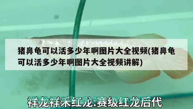 猪鼻龟可以活多少年啊图片大全视频(猪鼻龟可以活多少年啊图片大全视频讲解) 猪鼻龟