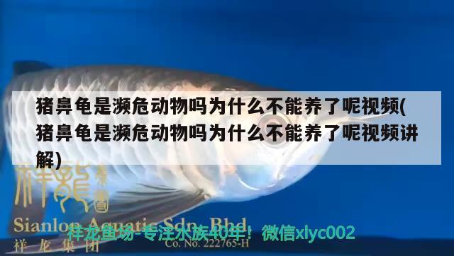 猪鼻龟是濒危动物吗为什么不能养了呢视频(猪鼻龟是濒危动物吗为什么不能养了呢视频讲解) 猪鼻龟