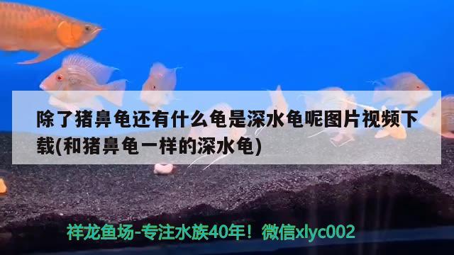 除了猪鼻龟还有什么龟是深水龟呢图片视频下载(和猪鼻龟一样的深水龟) 猪鼻龟