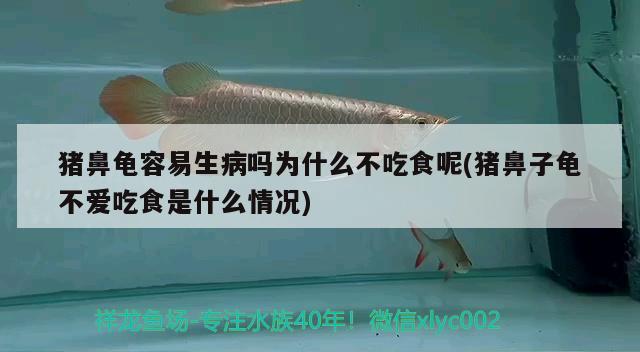 猪鼻龟容易生病吗为什么不吃食呢(猪鼻子龟不爱吃食是什么情况) 猪鼻龟