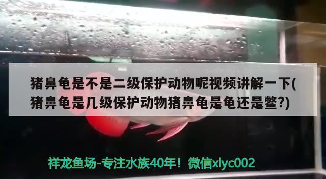 猪鼻龟是不是二级保护动物呢视频讲解一下(猪鼻龟是几级保护动物猪鼻龟是龟还是鳖?)