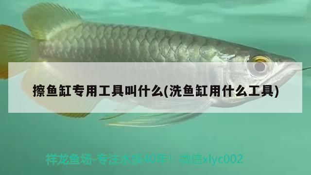 擦鱼缸专用工具叫什么(洗鱼缸用什么工具) 广州水族批发市场