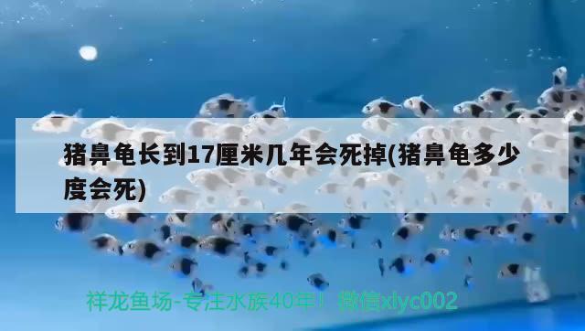 猪鼻龟长到17厘米几年会死掉(猪鼻龟多少度会死)