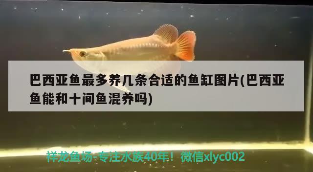 巴西亚鱼最多养几条合适的鱼缸图片(巴西亚鱼能和十间鱼混养吗)