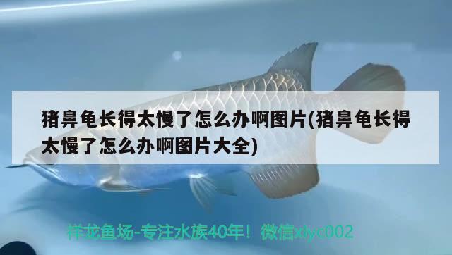 猪鼻龟长得太慢了怎么办啊图片(猪鼻龟长得太慢了怎么办啊图片大全) 猪鼻龟