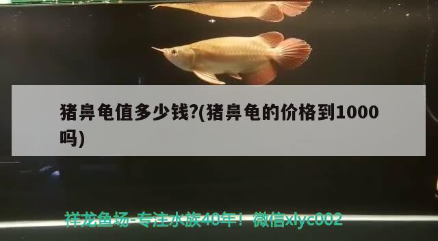 猪鼻龟值多少钱?(猪鼻龟的价格到1000吗)