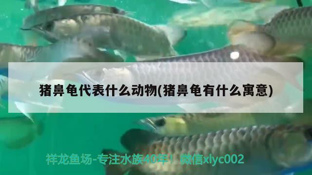 猪鼻龟代表什么动物(猪鼻龟有什么寓意) 猪鼻龟 第2张