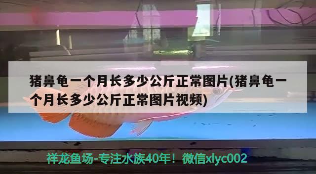 猪鼻龟一个月长多少公斤正常图片(猪鼻龟一个月长多少公斤正常图片视频) 猪鼻龟