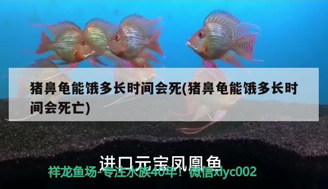 猪鼻龟能饿多长时间会死(猪鼻龟能饿多长时间会死亡) 猪鼻龟