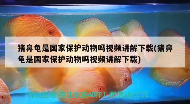 猪鼻龟是国家保护动物吗视频讲解下载(猪鼻龟是国家保护动物吗视频讲解下载)