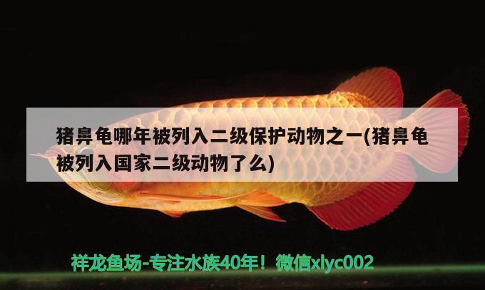 猪鼻龟哪年被列入二级保护动物之一(猪鼻龟被列入国家二级动物了么)