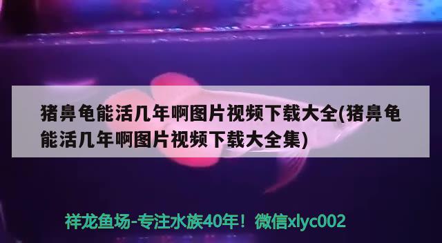 猪鼻龟能活几年啊图片视频下载大全(猪鼻龟能活几年啊图片视频下载大全集) 猪鼻龟