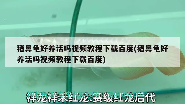 猪鼻龟好养活吗视频教程下载百度(猪鼻龟好养活吗视频教程下载百度) 猪鼻龟