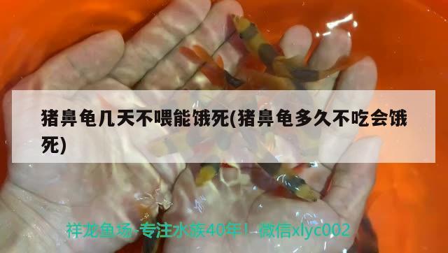 猪鼻龟几天不喂能饿死(猪鼻龟多久不吃会饿死) 猪鼻龟