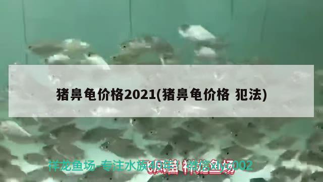 猪鼻龟价格2021(猪鼻龟价格犯法) 猪鼻龟