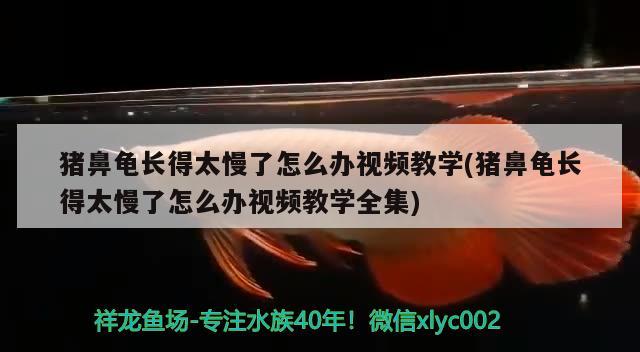 猪鼻龟长得太慢了怎么办视频教学(猪鼻龟长得太慢了怎么办视频教学全集) 猪鼻龟