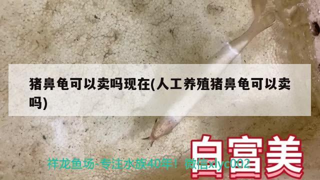 猪鼻龟可以卖吗现在(人工养殖猪鼻龟可以卖吗) 猪鼻龟