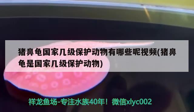 猪鼻龟国家几级保护动物有哪些呢视频(猪鼻龟是国家几级保护动物)