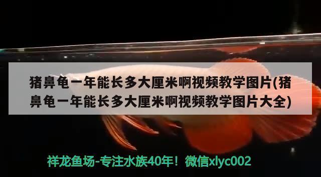 猪鼻龟一年能长多大厘米啊视频教学图片(猪鼻龟一年能长多大厘米啊视频教学图片大全)